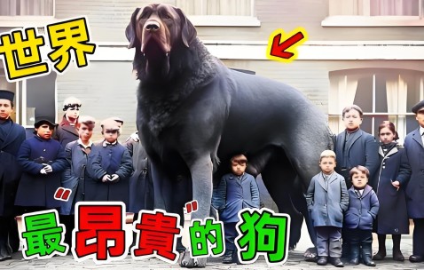 开云官方平台-专家称Coinbase将在年底冲破狗狗币美元，引发引发关注的简单介绍