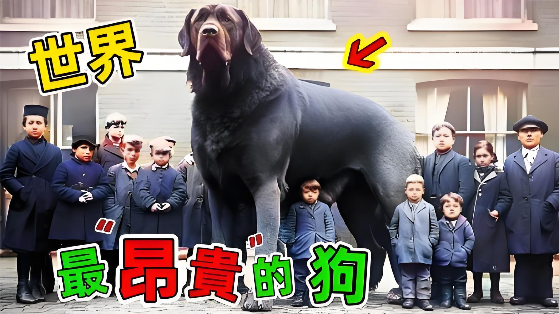 专家称Coinbase将在年底冲破狗狗币美元，引发引发关注的简单介绍